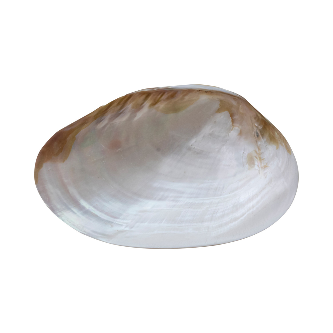 Decorative Natural Shell Footed Dish