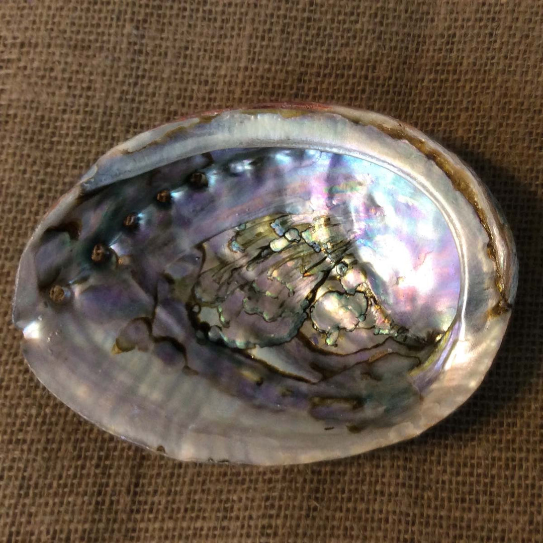 Full Moon Farms Abalone Shell