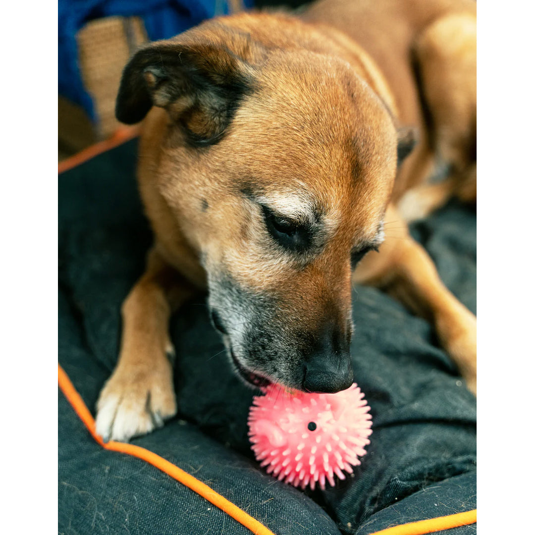 Piggy Dog Ball