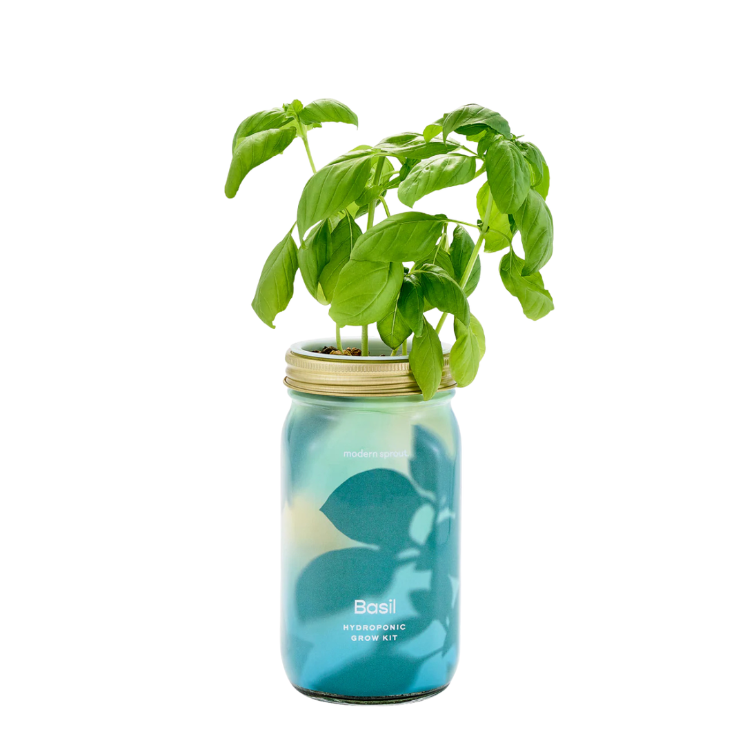 Garden Jar - Basil