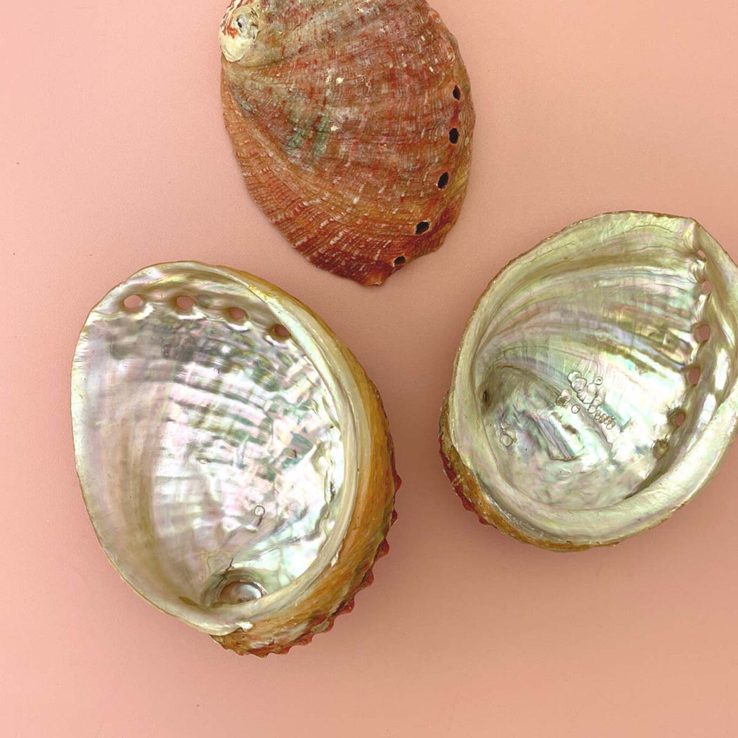 Abalone Sea Shell - Lockwood Shop - Sow The Magic
