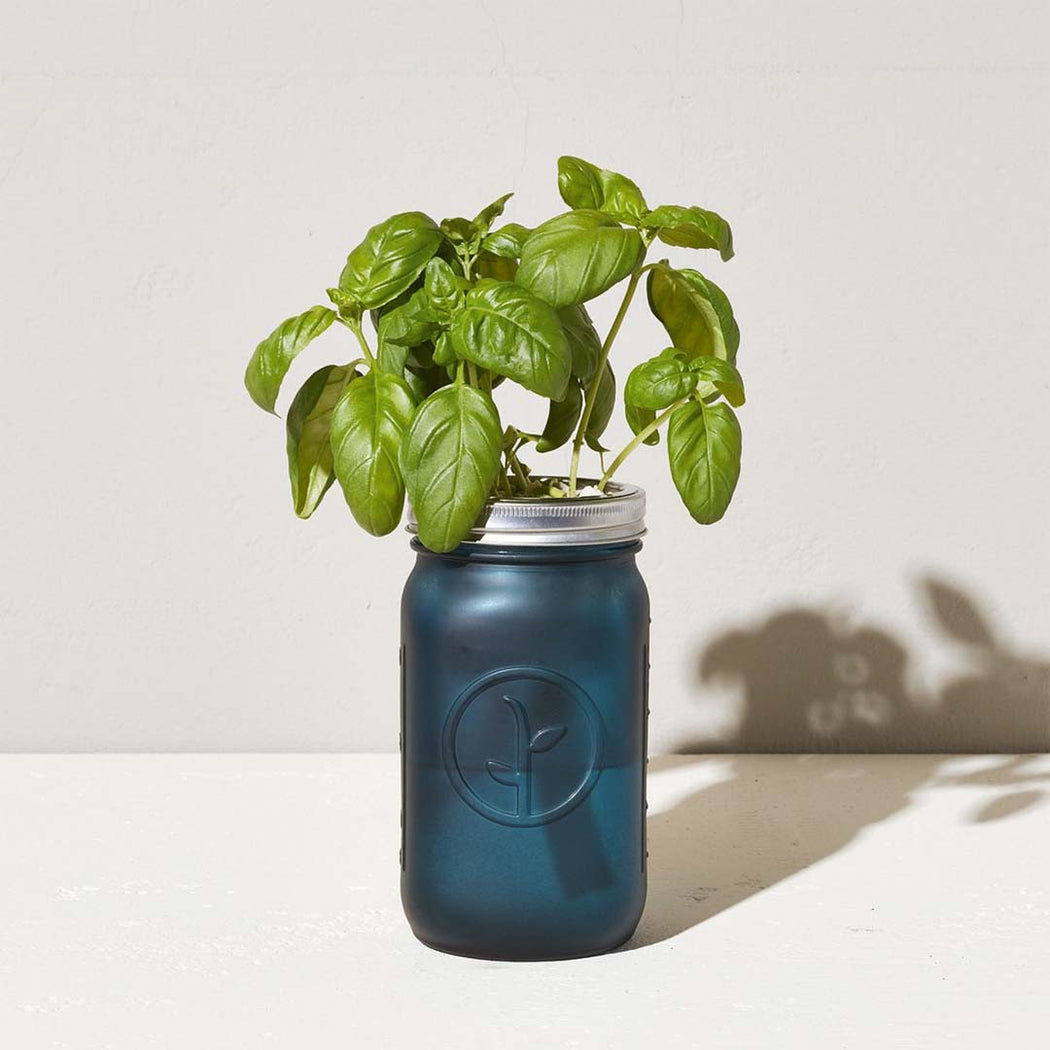 Garden Mason Jar - Basil - Lockwood Shop - Modern Sprout