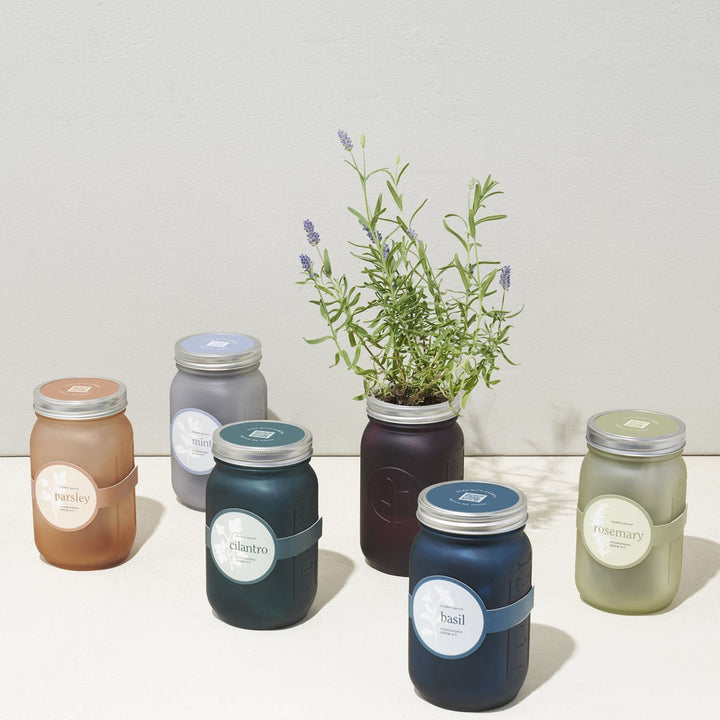 Garden Mason Jar - Basil - Lockwood Shop - Modern Sprout