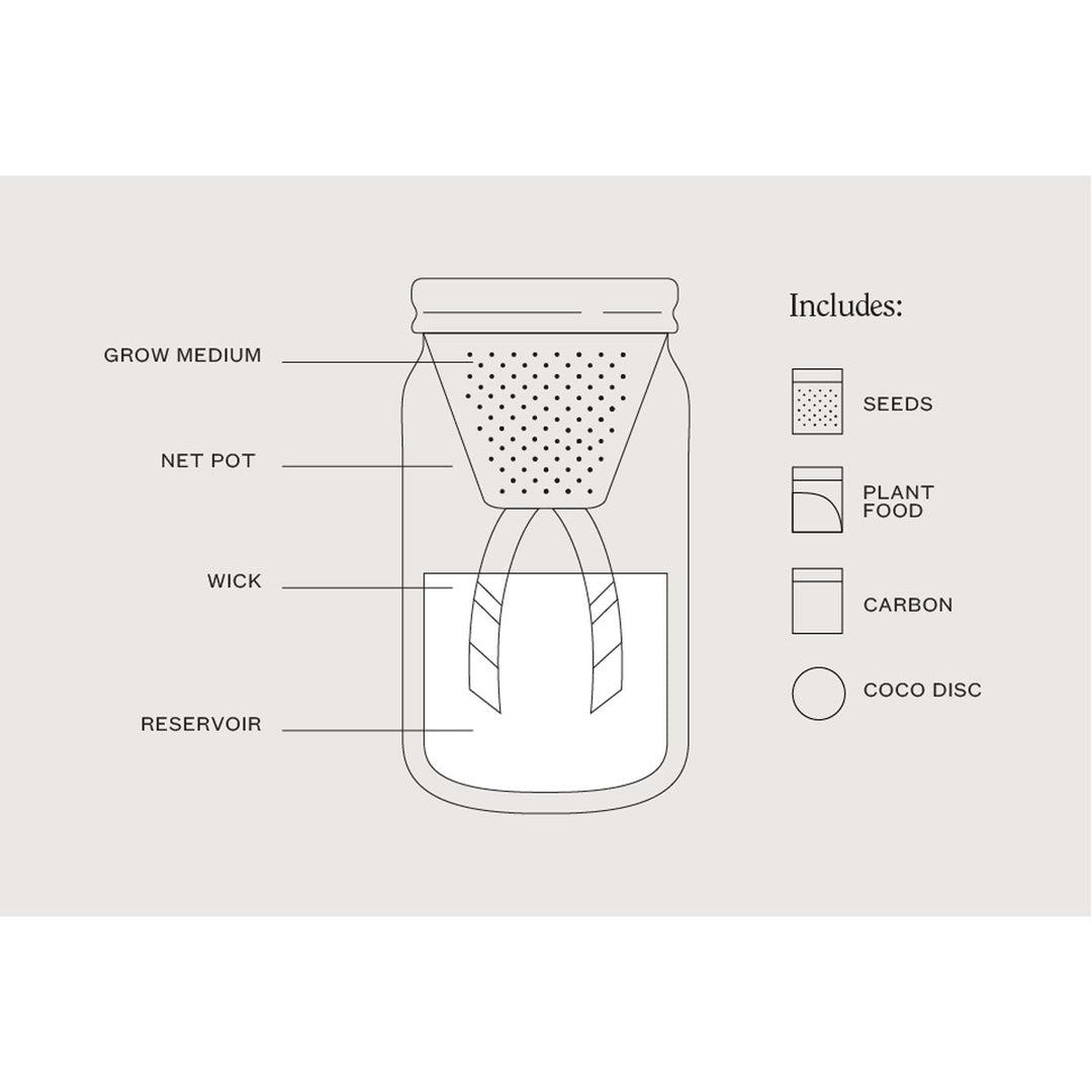 Garden Mason Jar - Basil - Lockwood Shop - Modern Sprout