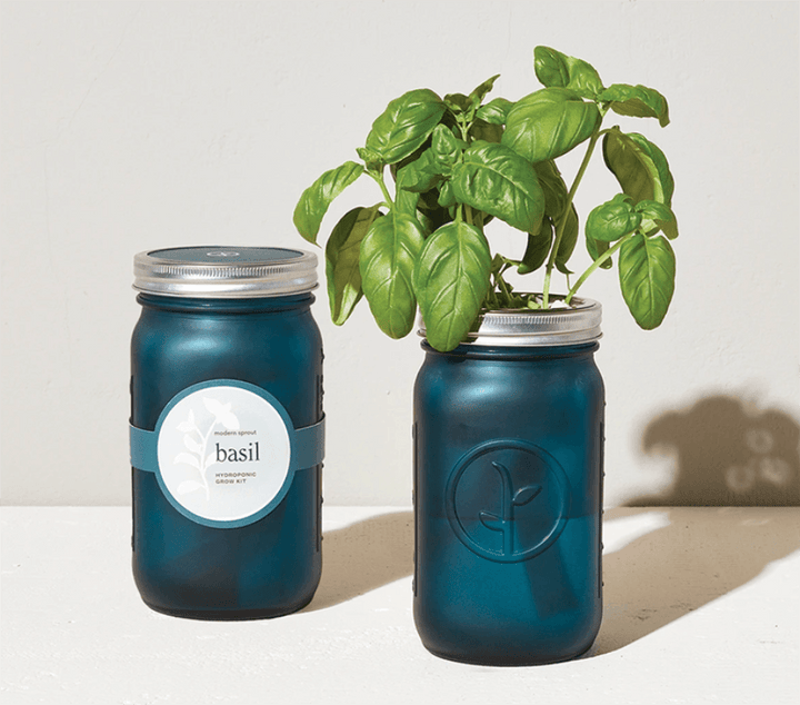 Garden Mason Jar - Basil - Lockwood Shop - Modern Sprout