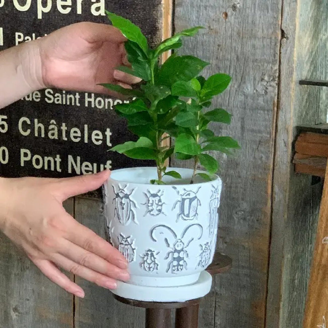 Insects Elemental Ceramic Planter - Large - Lockwood Shop - Time Concept