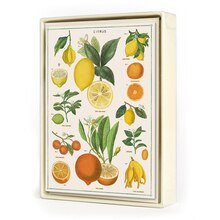 Jardin - Box of 8 Assorted Cards - Lockwood Shop - Cavallini Papers and Co
