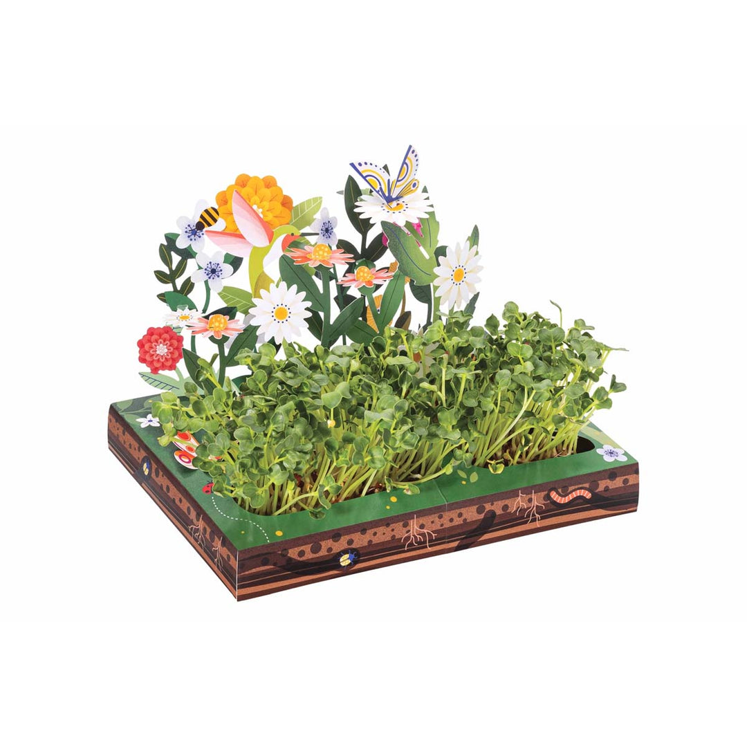 Microgreens- Pollinator - Lockwood Shop - Modern Sprout