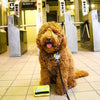 MTA NYC Metrocard Plush Dog Toy - Lockwood Shop - fabdog
